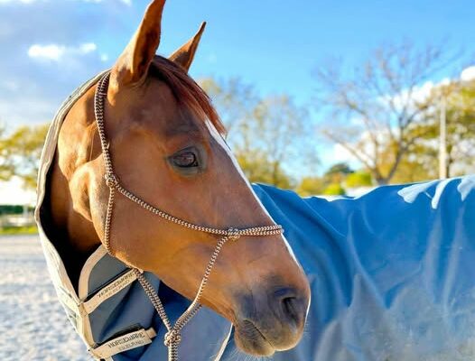 Un dimanche au centre équestre