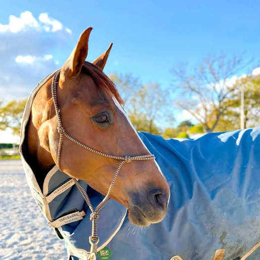 Un dimanche au centre équestre