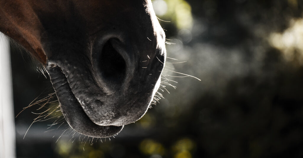 Le museau du cheval