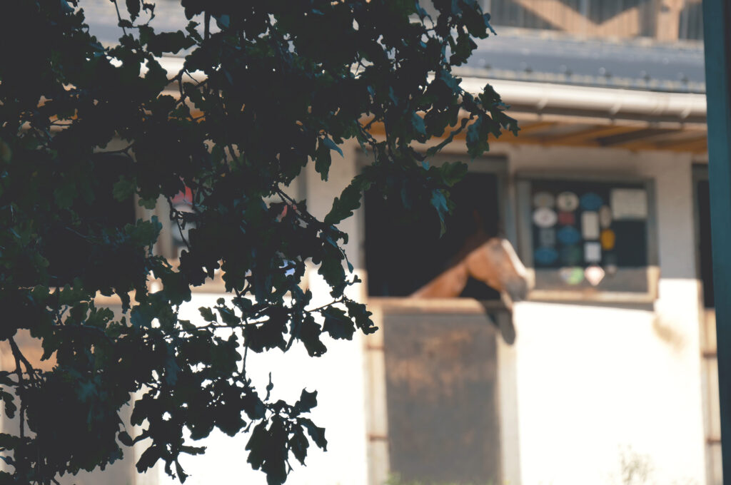 Un cheval dans son box