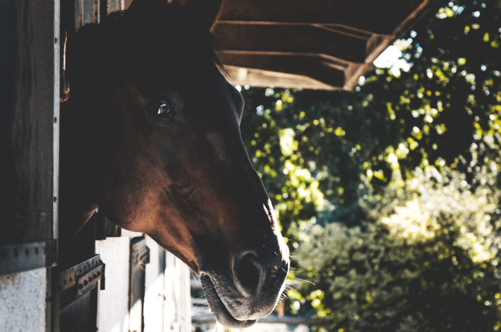 Le cheval aux écuries des Parcs