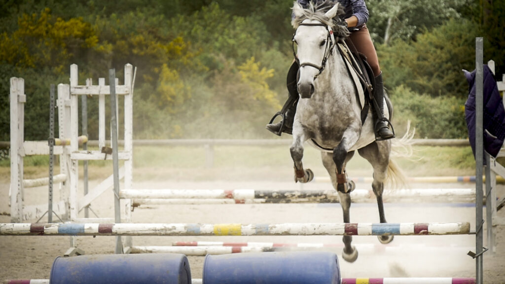 Le cheval saute un obstacle